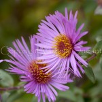 Aster-1560671