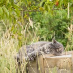 Chat au jardin