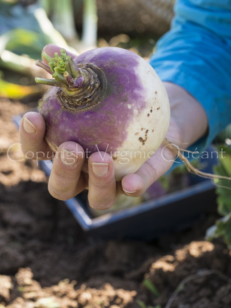 Navet 'Blanc globe à collet violet'